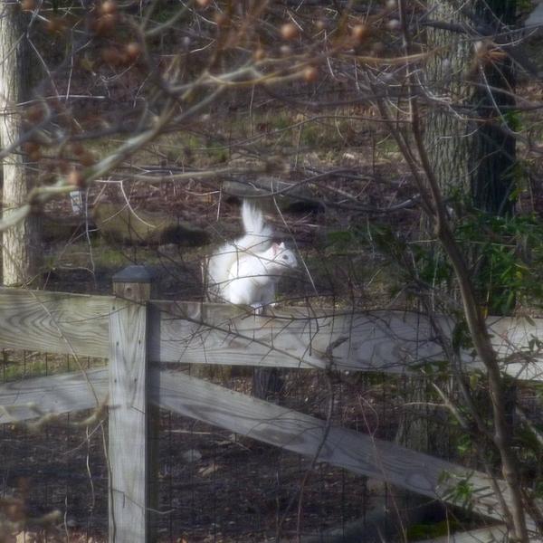 Backyard Squirrel